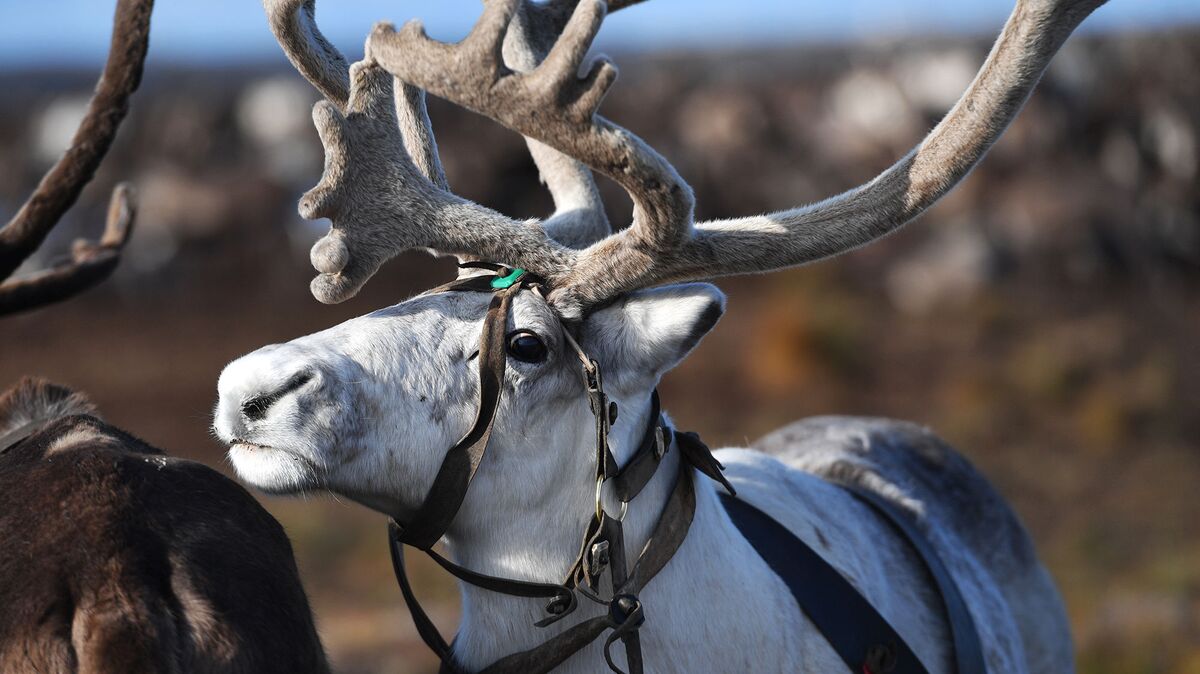 Северный олень