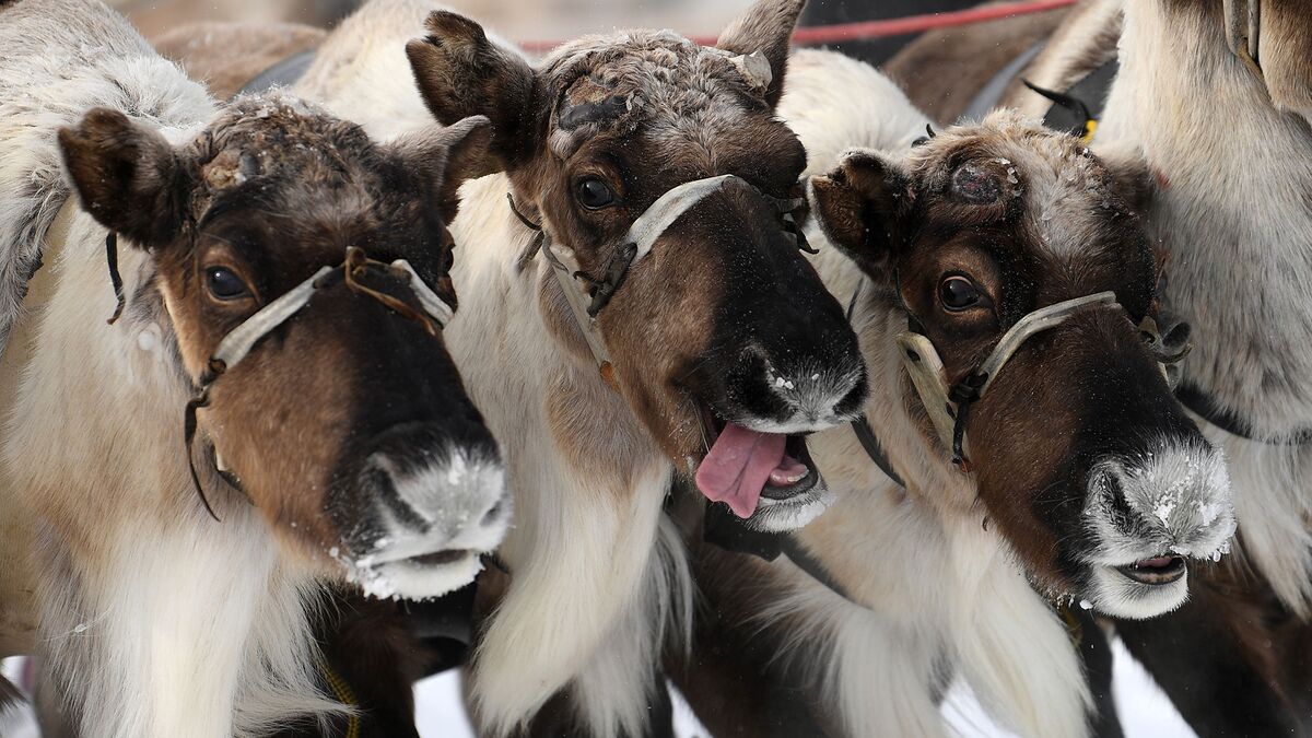 Северные олени