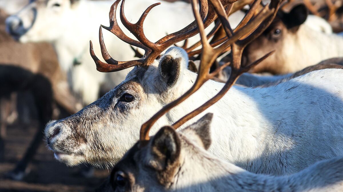 Северный олень