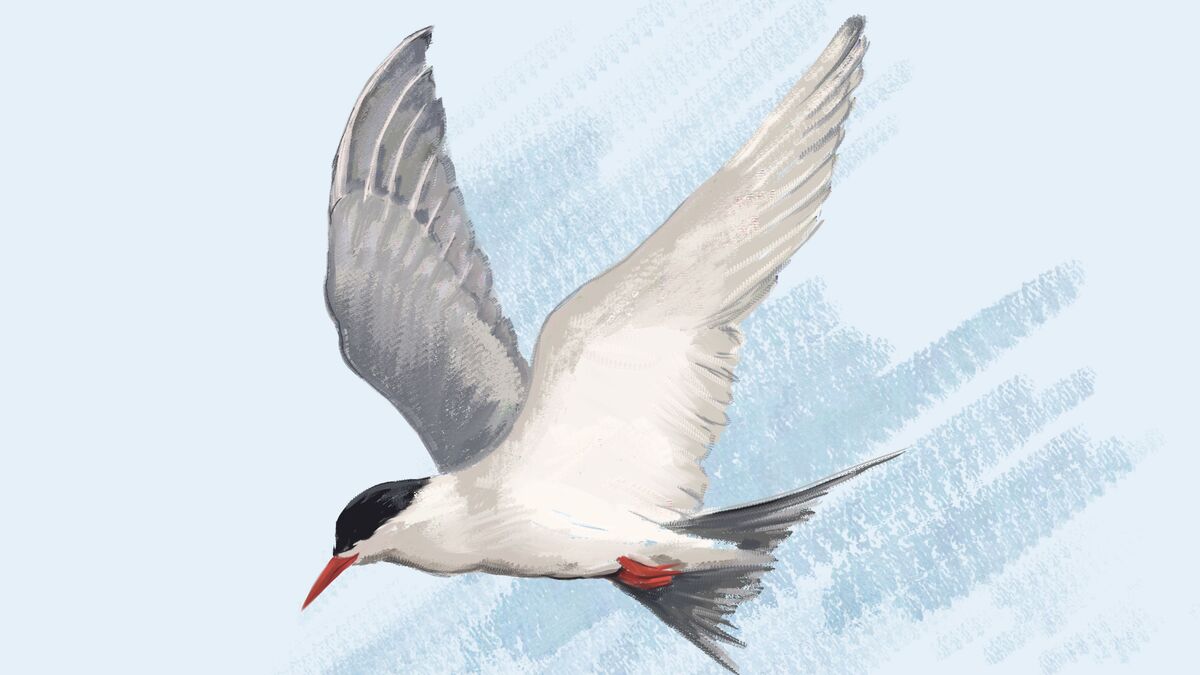 Улетели, но обещали вернуться: о миграции пернатых обитателей Арктики