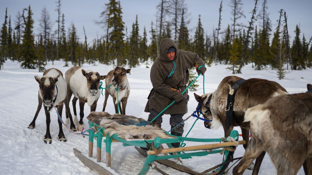 Молодой оленевод с упряжкой оленей на стойбище в ЯНАО
