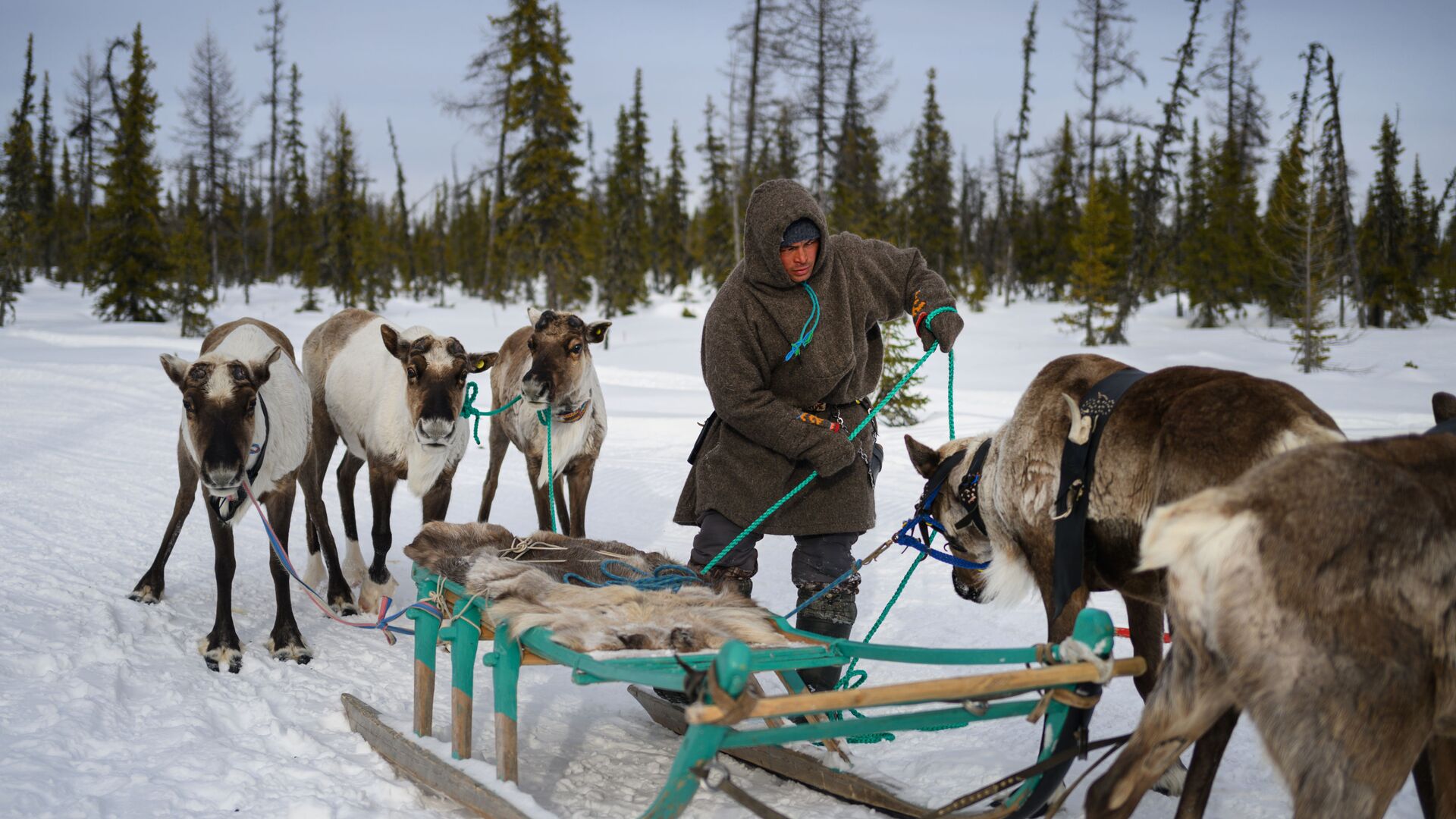 Молодой оленевод с упряжкой оленей на стойбище в ЯНАО - РИА Новости, 1920, 12.01.2026