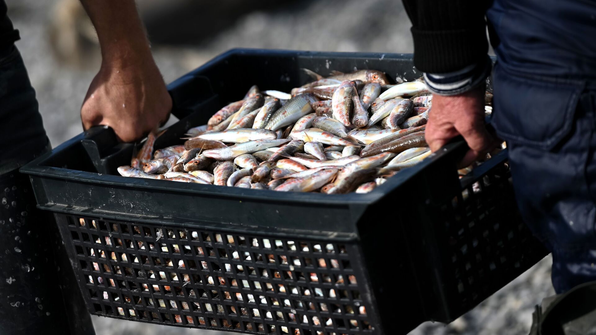 Работники разгружают рыбу - РИА Новости, 1920, 05.12.2025