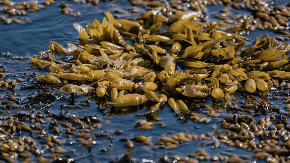 Фукус - род бурых водорослей 