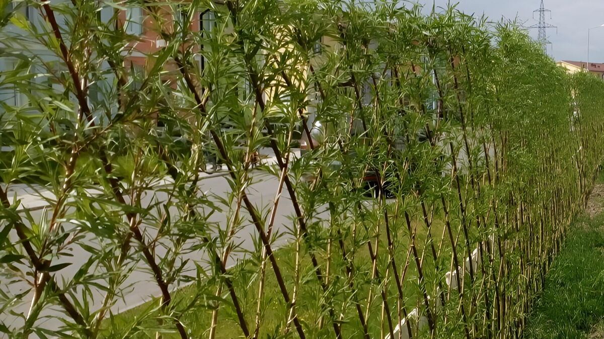 Живая изгородь из ивы