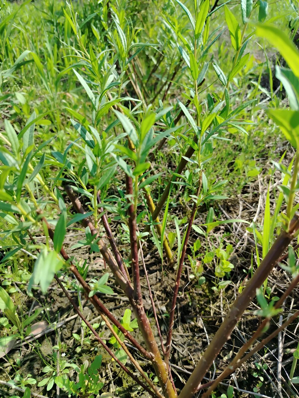 Черенки ивы