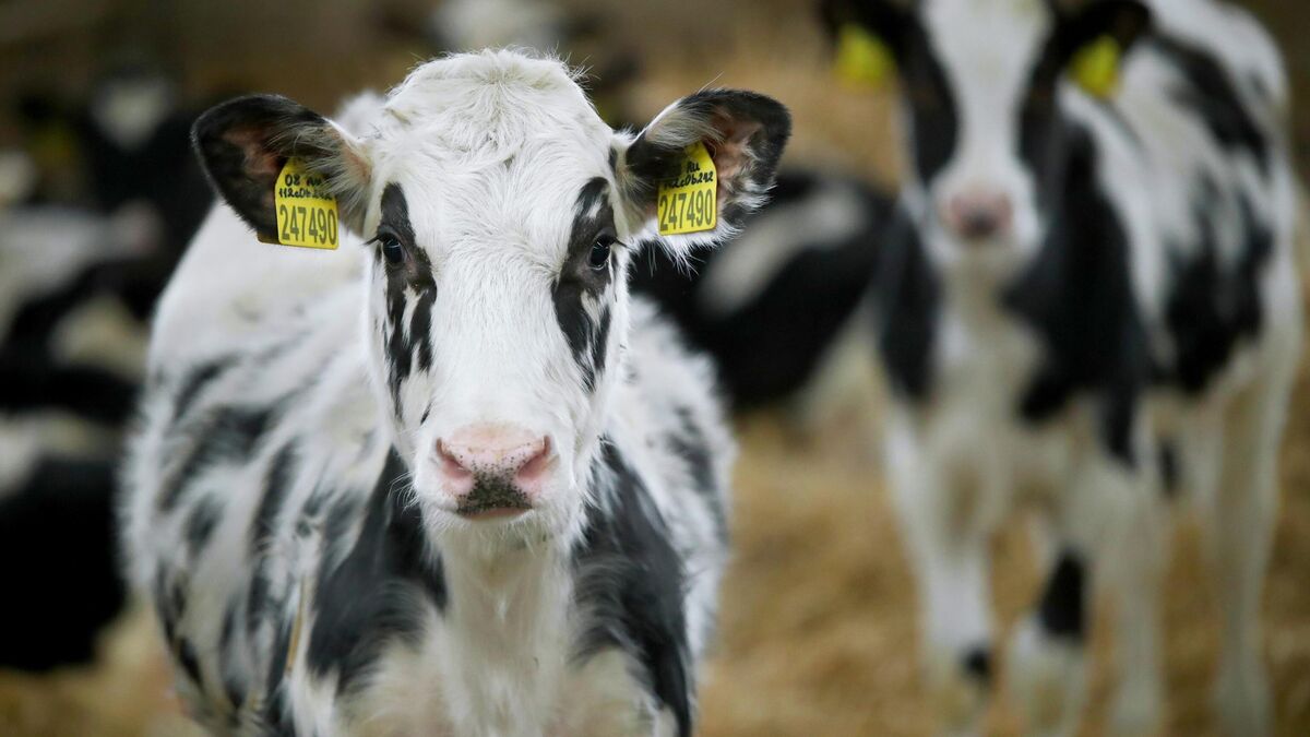 Теленок на ферме 