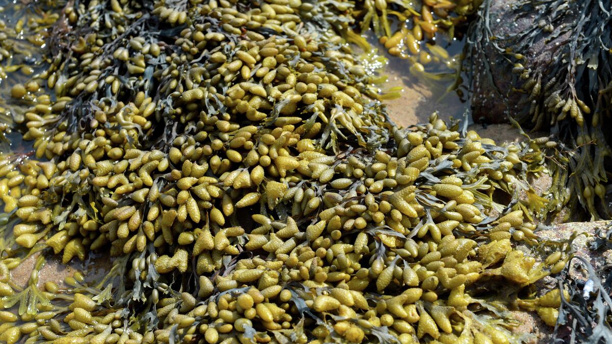 Фукус - род бурых водорослей