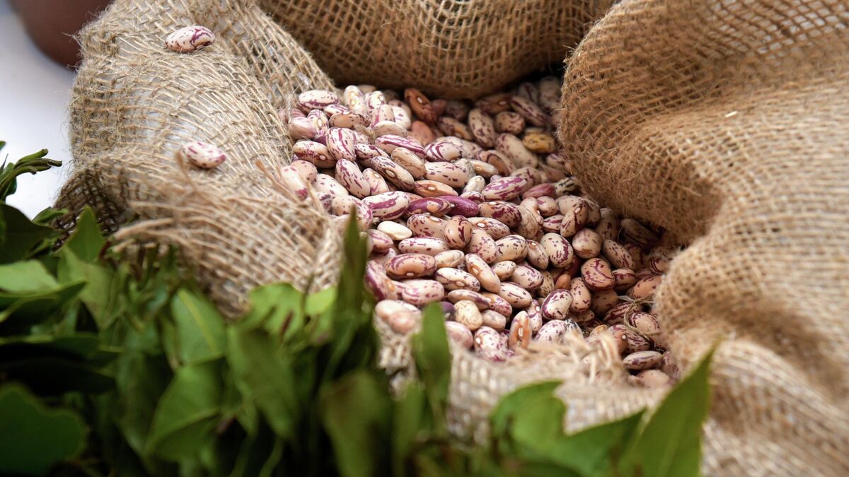 Семена фасоли