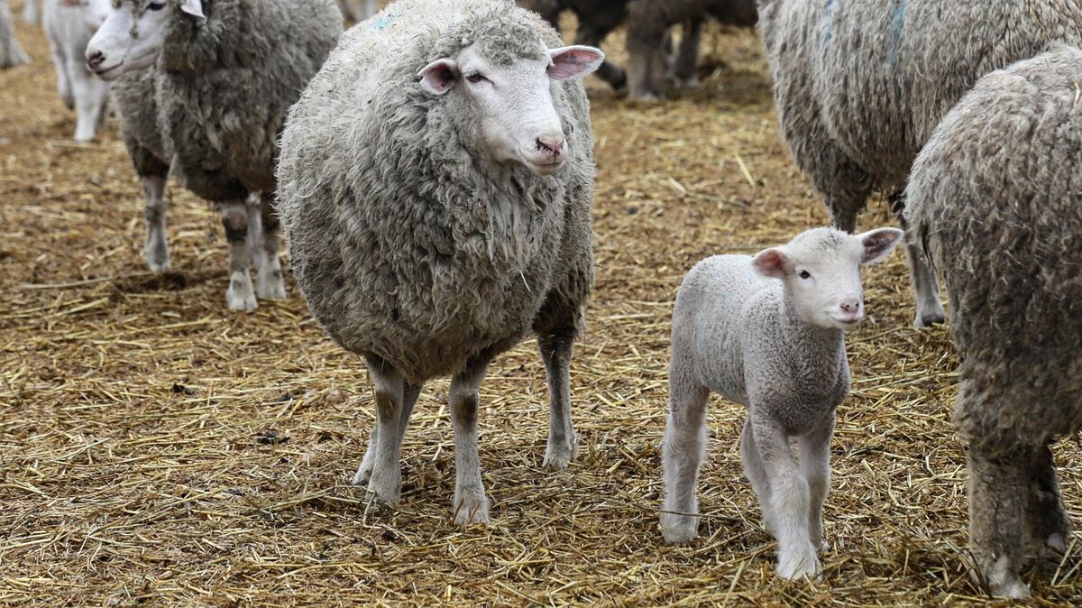 Овцы на выгульной площадке племенного завода