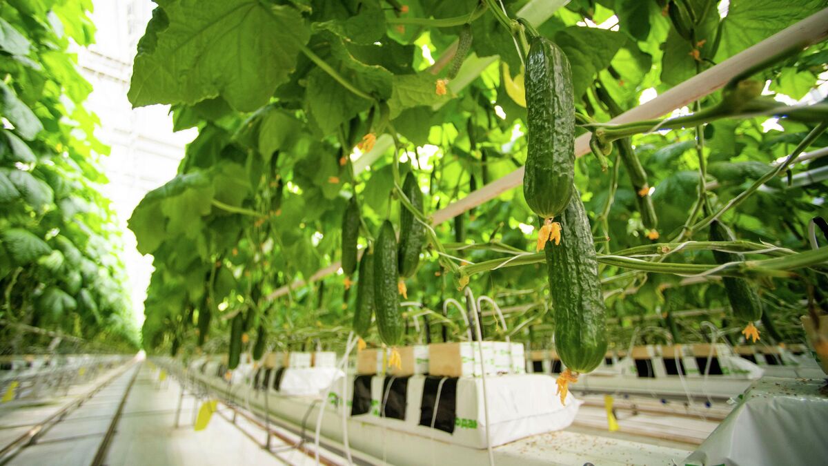 Выращивание огурцов в тепличном комплексе