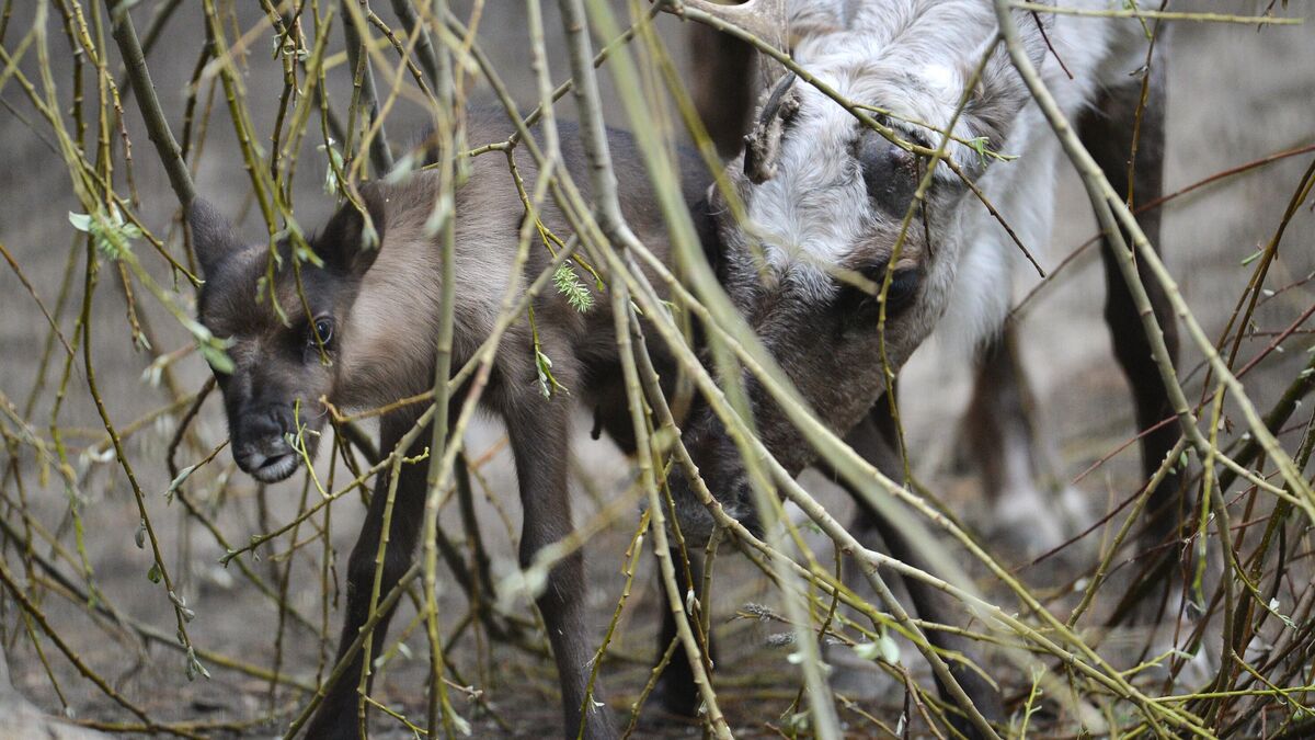 Взрослый олень и детеныш северного оленя